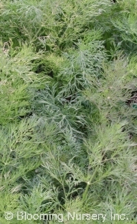 Anethum graveolens 